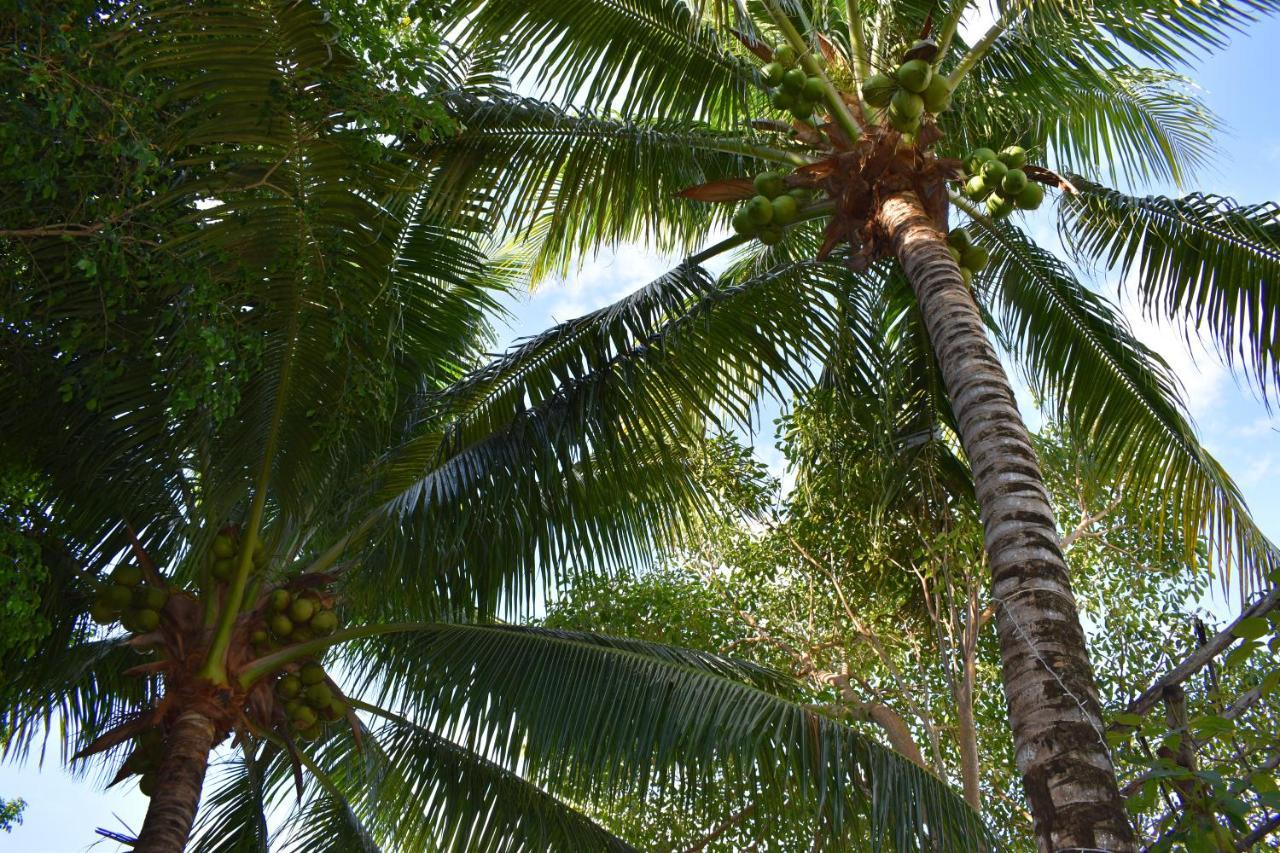 Lobo Inn تولوم المظهر الخارجي الصورة
